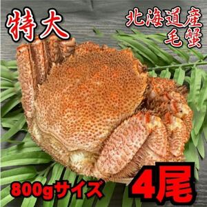 【訳あり】特大　毛がに　4尾（約800ｇサイズ）　北海道産　堅蟹　毛蟹　けがに　ケガニ　蟹　かに　ボイル　母の日　父の日　お歳暮　年末