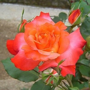 ★バラ苗★Ｆ★　フリュイテ　◎開花時には花が株を覆います♪　６号