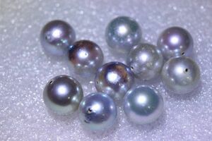 アコヤ真珠パールルース　両穴　１０ピース　８mmアップ　ブルーグレーカラー