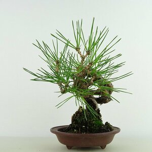 盆栽 松 黒松 樹高 約17cm くろまつ Pinus thunbergii クロマツ マツ科 常緑針葉樹 観賞用 小品 現品