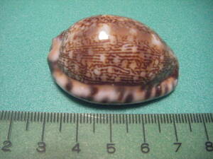 天然採取の貝殻　「タカラガイ」　標本Ｓ１１　超美品