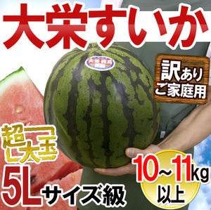 （予約）限定1玉！鳥取産【大栄すいか】特大 なんと!10ｋｇ以上！！！！