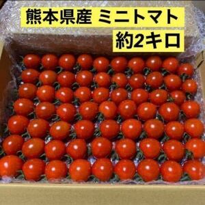 熊本県産　ミニトマト　約2キロ