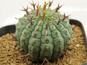 ■[W132]stellispina　群星冠　ヤマト運輸 【多肉植物　Euphorbia ユーフォルビア】