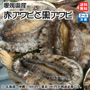 黒アワビ （1~2個で150~200g）と 赤アワビ（1~2個で150~200g） 愛媛 天然 海士 浜から直送 送料無料 北海道/沖縄/東北は別途送料