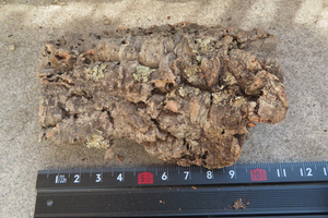 肉厚　コルク　板　（BD4)　ポルトガル産　　原木　バージンコルク　樹皮　