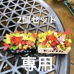 そのまま飾れる多肉植物寄せ植えセット　管理書付