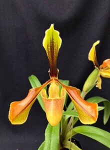 洋蘭 原種 着生蘭 野生蘭 パフィオ入賞花 Paph.villosum 