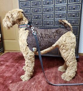 《送料無料》Piutre Italy エアデールテリア #ぬいぐるみ #犬 #ドッグ #Airedale Terrier