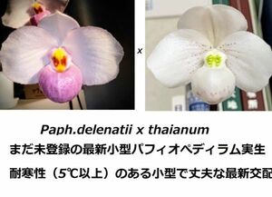 HIF洋蘭 354 Paph. Chiada Gill ( delenatii x thaianum )