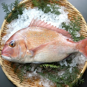 真鯛 マダイ 1.5~2kg 刺身 煮魚 焼魚 干物 送料無料 北海道/沖縄/東北は別途送料 宇和海の幸問屋