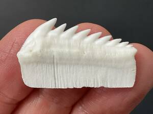 サメ 歯 現生 カグラザメ [SG41] サメの歯 鮫の歯 鮫 牙