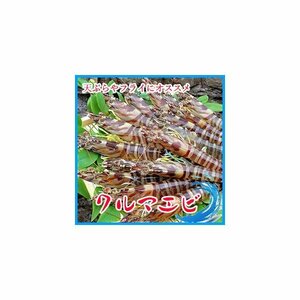 活クルマエビ 1kg（約30匹入り）