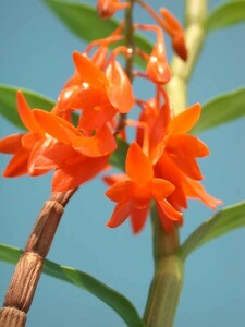 T♪洋蘭　 Dendrobium fulgidum デンドロビューム　 洋ラン