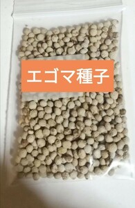 エゴマの種　たっぷり5g　家庭菜園におすすめ　そだてやすく美味しい　葉も実も食べられる　ベランダ栽培　プランター栽培