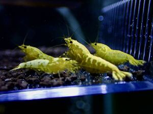 【 HY Shrimp 】ゴールドギャラクシー 若個体 雄2匹 抱卵雌3匹（1匹卵少なめ）