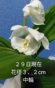 颯　　不詳５号コオズ系　開花ラスト苗８０（えびね・エビネ・春蘭・寒蘭・山野草 )