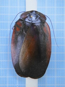 ☆ペルー産オオゴキブリMegaloblatta longipennis 76mm