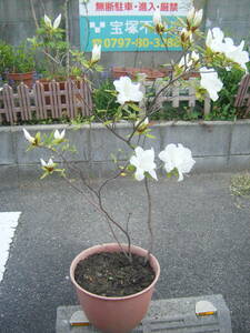 ヒラドツツジ　白花　１００ｃｍ　樹高（鉢底より）③　　庭木　植木　花言葉「恋の喜び」「節度」「慎み」 　☆ 白い花は「初恋」