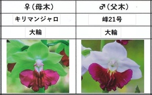 60えびね欄　４６０　キリマンジャロ×峰２１号　1-2作以降初花見込苗　山野草エビネラン