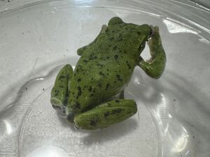 008 モリアオガエル 生体 全体的に細かい模様がある美しい個体 オスメス不明 カエルかえる蛙 即決価格