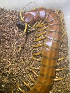 ゴートキラーセンチピード Scolopendra sp.Hispaniola Giant(Goat killer!) 全長20cm程 ムカデタランチュラサソリカマキリマンティスサソリ