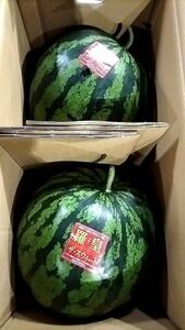 【送料無料1円スタート☆】熊本植木産 羅皇ザ・スウィート7～8kg(2玉入) 家庭用