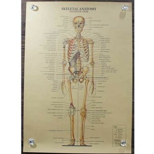 新品★インテリア雑貨★【ポスター】Skeletal Anatomy／全身骨格図　Anterior View