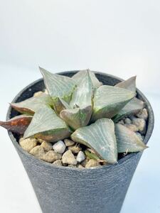 ハオルチア レツーサ Haworthia retusa 実生美株 開花株 抜き苗は送料込 検 オブツーサ 多肉植物