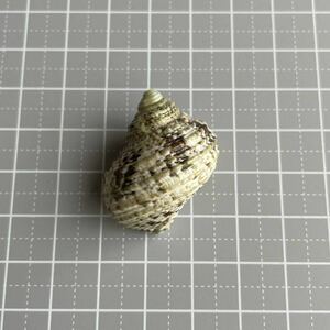 ミドリサザエ　巻貝　ヤドカリの家　貝殻　標本　貝殻標本　貝　シェル　ハンドメイド　コレクション　shell サザエ　インテリア　海