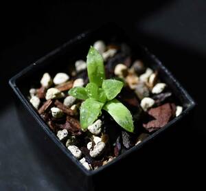 多肉植物　ハオルチア　萌