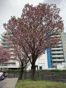 桜の写真４　メッセージで送付