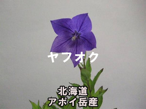 アポイキキョウ 3ポット 開花見込み株 山野草 高山植物 A