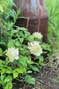 クレマチス　風の忘れもの　花の苗