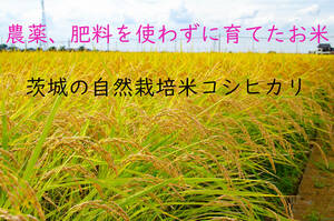 ＜こんな時代だからこそ自然栽培米＞令和5年度 茨城県産 コシヒカリ 玄米10㎏ 無農薬 無肥料 農家直送 