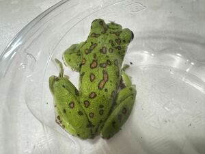 010 モリアオガエル フルオレンジスポット 約6cm おそらく♂ 即決価格 カエル かえる 蛙 生体