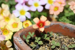 Oxalis obtusa Desert Heart 球根 朱色～赤目の可愛い品種です☆彡