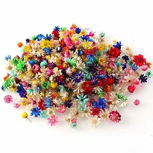 Itisyou ドライフラワー レジン用 レジン ドライフラワー 小花 ドライフラワー 押し花 スターフラワー 200個入り