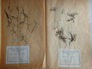 フランスアンティーク 2枚セット 植物標本 19世紀 押し花 紙もの ボタニカル ドライフラワー デコ 蚤の市 1876年　0786