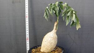 多肉植物　アデニア　ペリエリ　夏型塊根種　最も美しい葉　3