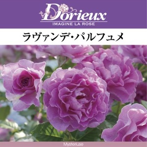 送料無料　ラヴァンデ パルフュメ　新苗4号鉢　　鉢植え バラ 薔薇 ドリュ フレンチローズ