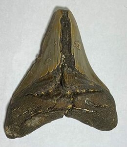 No.k84 メガロドンの歯化石 メガロドン 化石 恐竜 サメ メガロドンの歯 本物 巨大 鮫 化石標本 標本