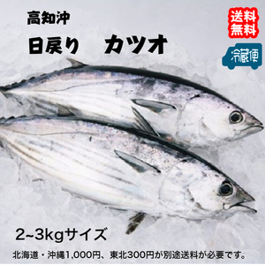 高知沖 天然一本釣り カツオ 2-3kg 浜から直送 送料無料 北海道・沖縄・東北は別途送料 宇和海の幸問屋