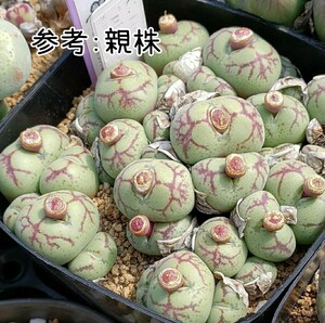 Conophytum ficiforme ”placitum” S.H. コノフィツム フィシフォルメ フィキフォルメ プラキツム ハマー