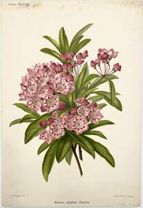 フランスアンティーク 博物画 『Kalmia Latifolia Pavarti』 多色刷り石版画　ボタニカルアート