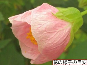 【花の館オリジナル　アブチロン】　こんぺいとう　苗