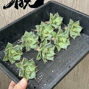 【龍園觀】No.247 特選 アガベ 多肉植物 チタノタ 圓葉拇指 フィリグリー 強棘 極上株 8株