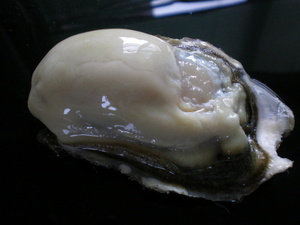新鮮　厚岸産　特大殻付活牡蠣（150ｇ～200g）　　　10個