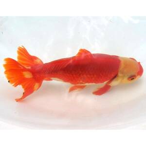 【白髪親爺】本家本元！隼人和錦（オス）2歳魚　16.2cm