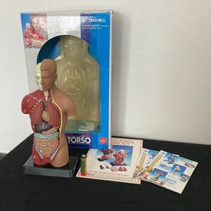 人体模型　Edu-Toys Human Torso 8 pieces　人体解剖模型